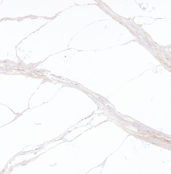 Calacatta Miel